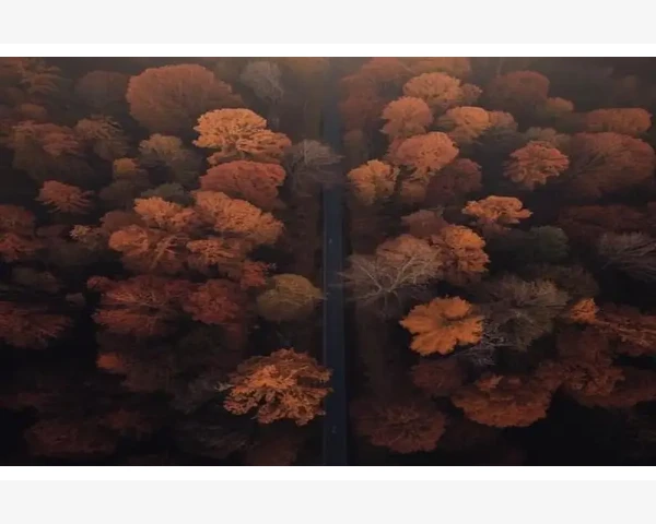 脾胃虚弱？中药来救！早上喝它，告别烦恼！